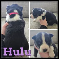 processed/880bad42-3891-4fb8-a1aa-f4a90f477ae5/listing/97a3d0f8-0388-4d18-83b8-254ea737eee8/5a5c6689-50b8-48ec-98cd-f05856710dc7