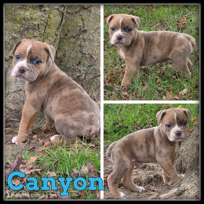 Canyon – Olde English Bulldogge puppy for sale in Breckenridge, MI