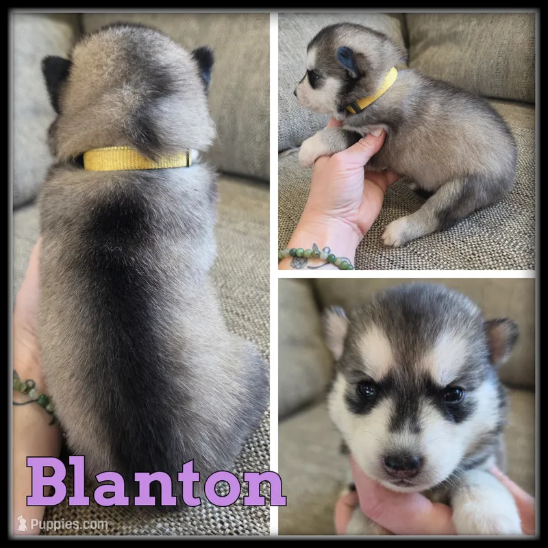 Blanton – Siberian Husky puppy for sale in Breckenridge, MI