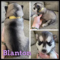Blanton, a female Siberian Husky for sale in Breckenridge, MI – 1 of 1