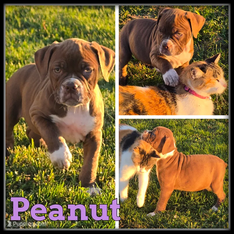 Peanut – Olde English Bulldogge puppy for sale in Breckenridge, MI