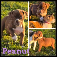 Peanut, a female Olde English Bulldogge for sale in Breckenridge, MI – 1 of 7