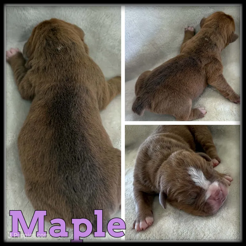 Maple – Olde English Bulldogge puppy for sale in Breckenridge, MI