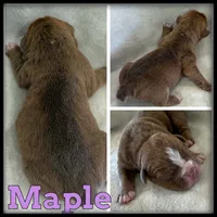 Maple, a female Olde English Bulldogge for sale in Breckenridge, MI – 1 of 1