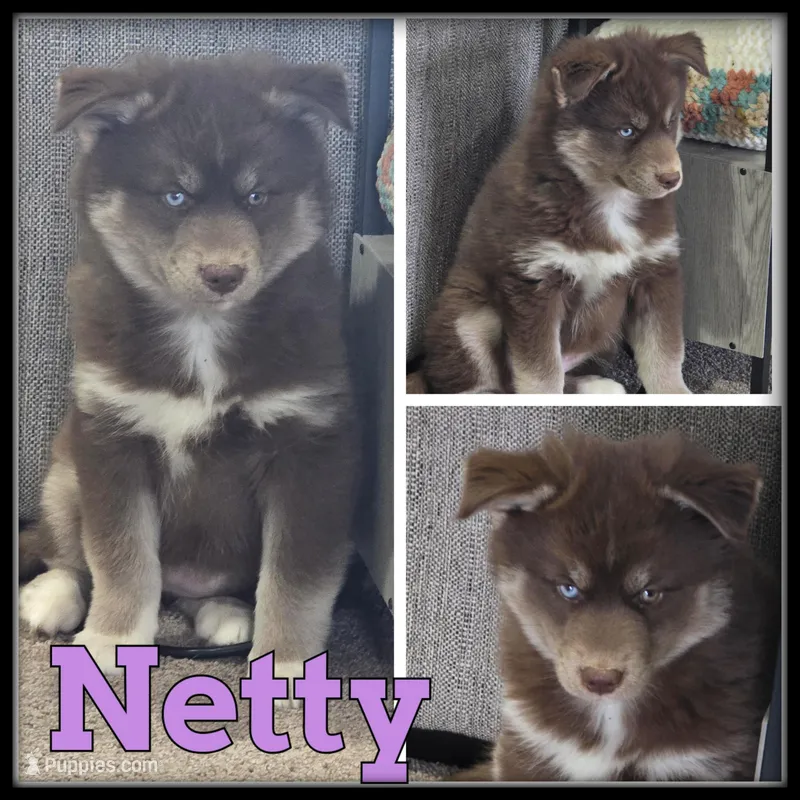 Netty – Siberian Husky puppy for sale in Breckenridge, MI