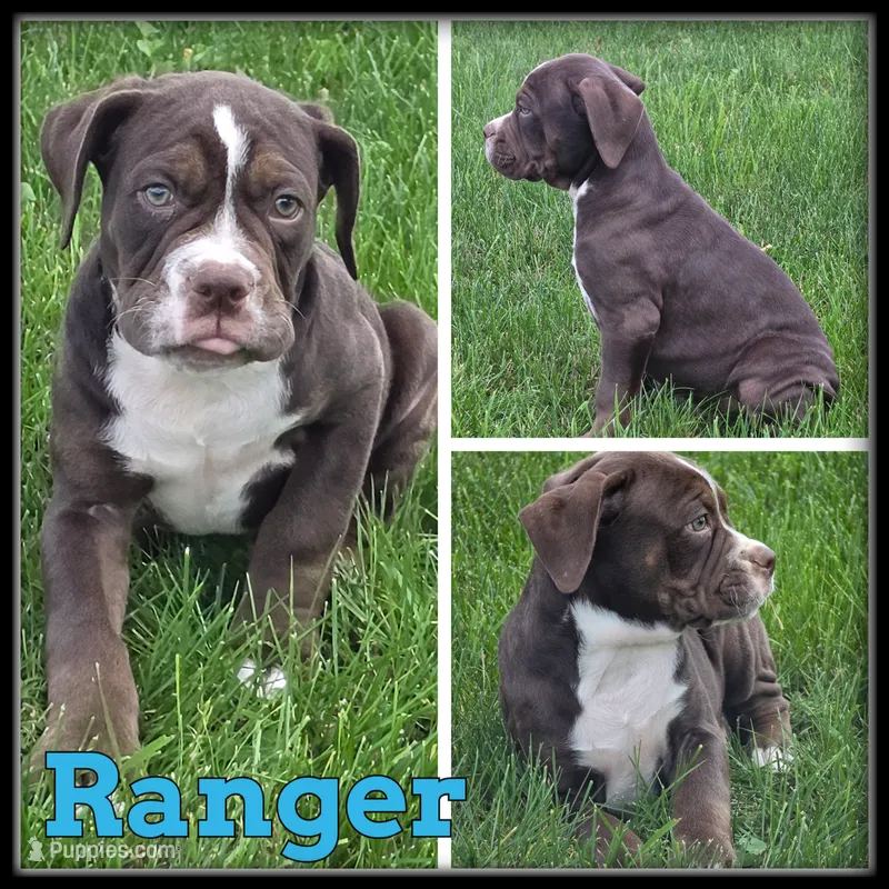 Ranger – Olde English Bulldogge puppy for sale in Breckenridge, MI