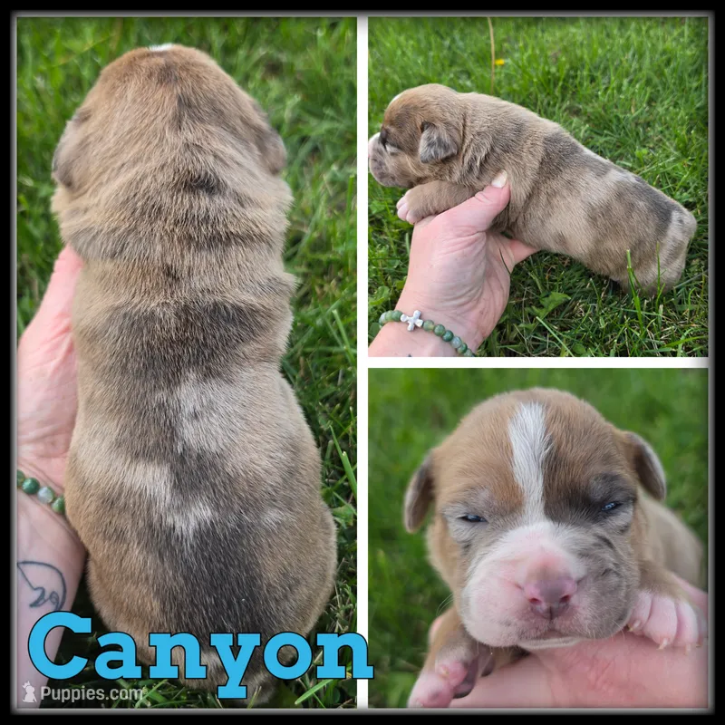 Canyon – Olde English Bulldogge puppy for sale in Breckenridge, MI