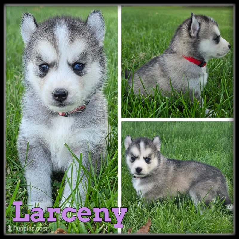 Larceny – Siberian Husky puppy for sale in Breckenridge, MI