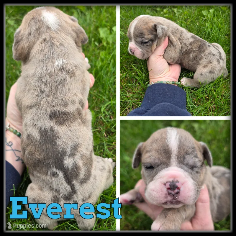 Everest – Olde English Bulldogge puppy for sale in Breckenridge, MI