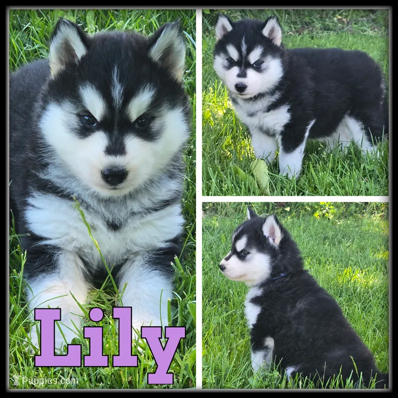 Lily – Siberian Husky puppy for sale in Breckenridge, MI