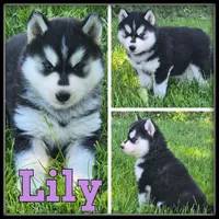 Lily, a female Siberian Husky for sale in Breckenridge, MI – 3 of 7
