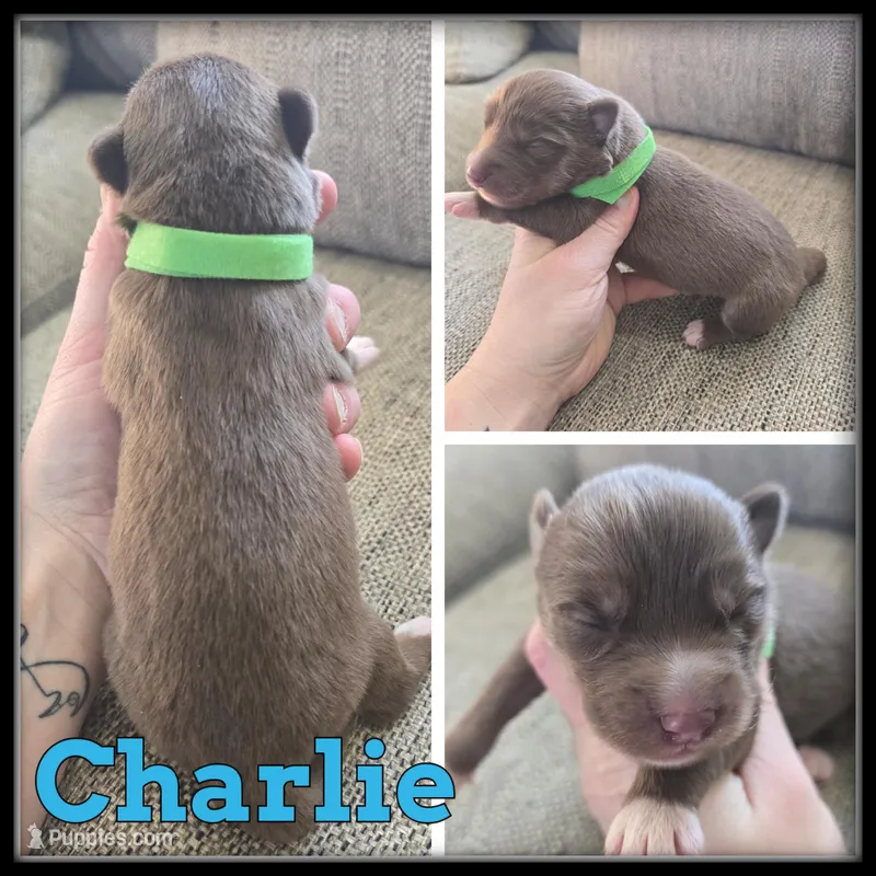 Charlie, a male Siberian Husky for sale in Breckenridge, MI – Photo 1 of 1