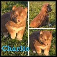 Charlie, a male Siberian Husky for sale in Breckenridge, MI – Photo 1 of 4
