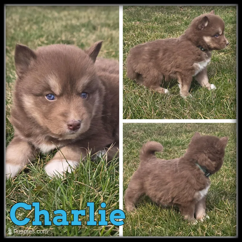 Charlie – Siberian Husky puppy for sale in Breckenridge, MI