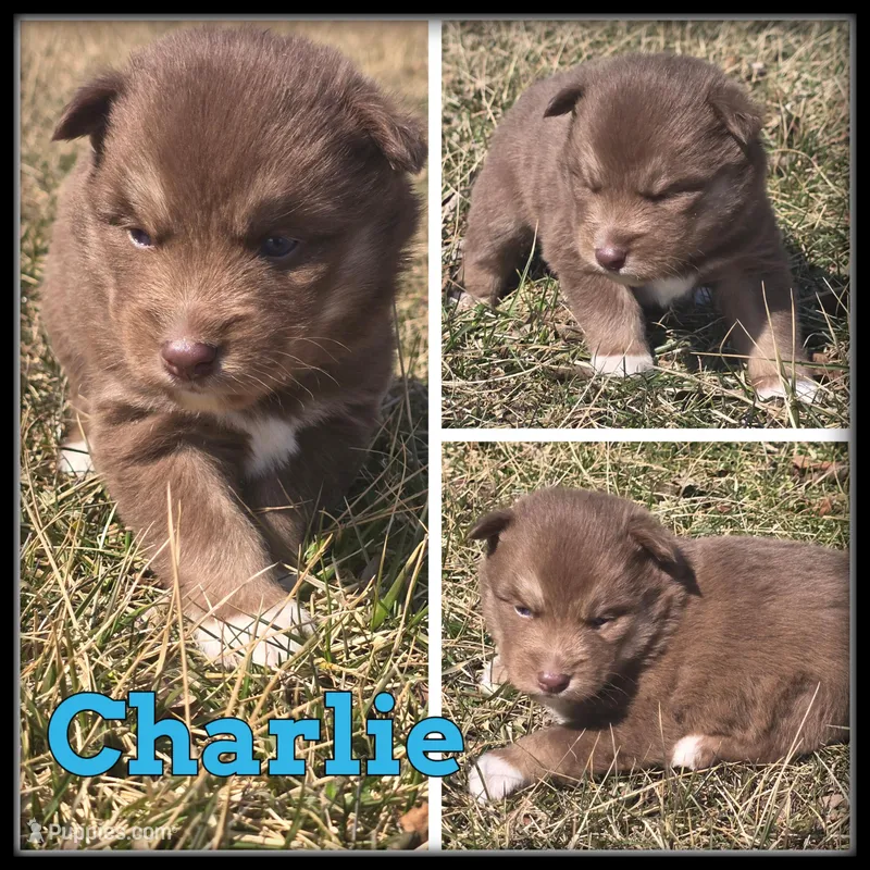 Charlie – Siberian Husky puppy for sale in Breckenridge, MI