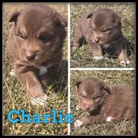 Charlie, a male Siberian Husky for sale in Breckenridge, MI – Photo 3 of 4