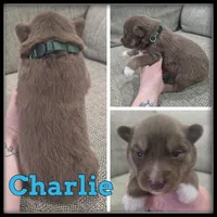 Charlie, a male Siberian Husky for sale in Breckenridge, MI – Photo 4 of 4