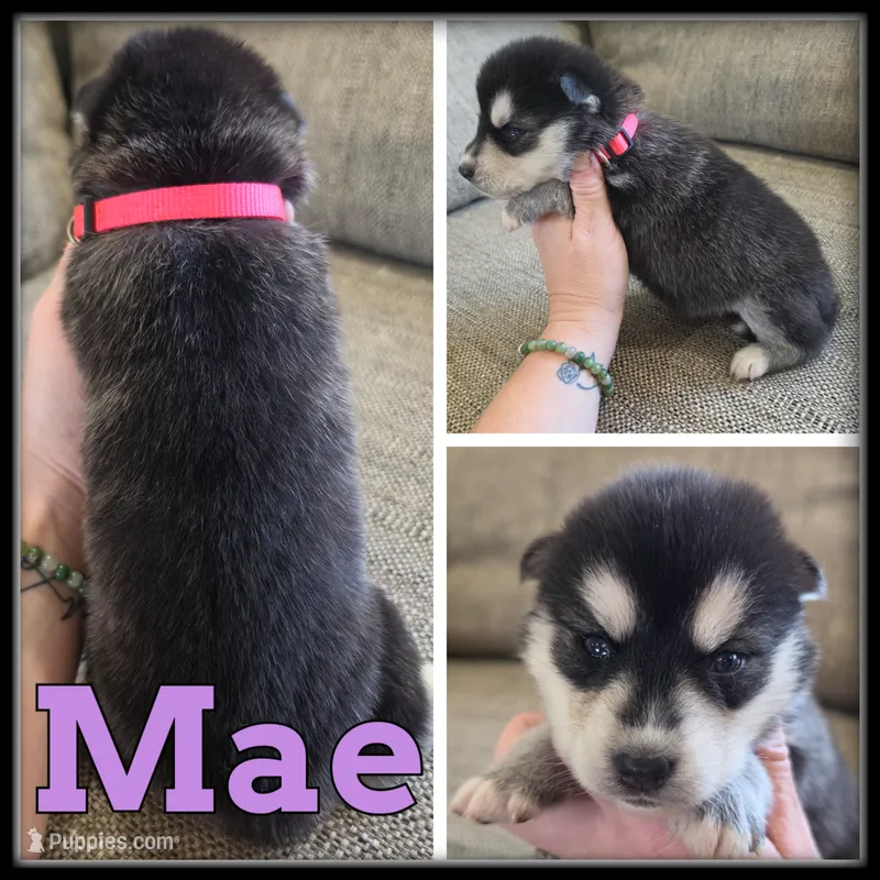 Mae – Siberian Husky puppy for sale in Breckenridge, MI