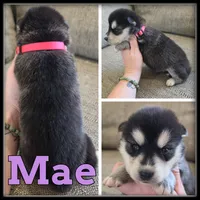 Mae, a female Siberian Husky for sale in Breckenridge, MI – 1 of 1