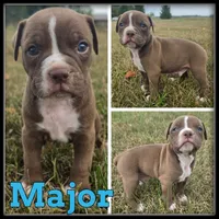 Major, a male Olde English Bulldogge for sale in Breckenridge, MI – 3 of 7