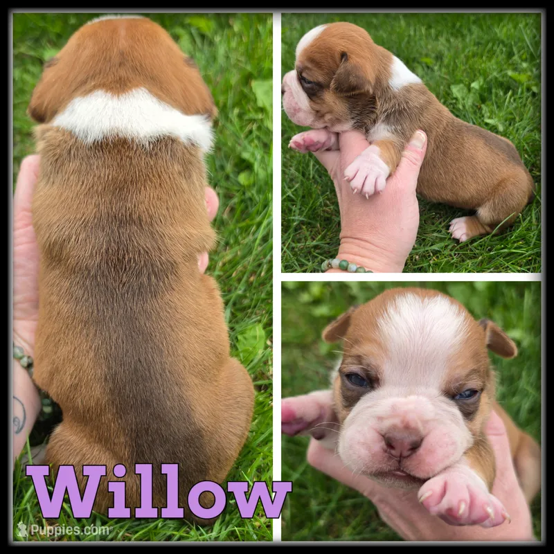 Willow – Olde English Bulldogge puppy for sale in Breckenridge, MI