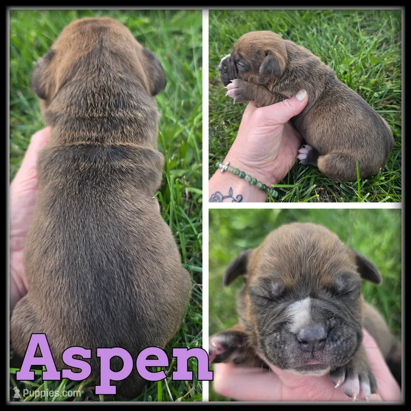 Aspen – Olde English Bulldogge puppy for sale in Breckenridge, MI