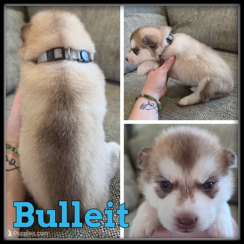 Bulleit – Siberian Husky puppy for sale in Breckenridge, MI