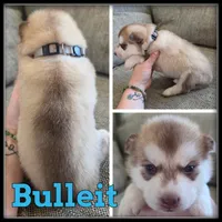 Bulleit, a male Siberian Husky for sale in Breckenridge, MI – 1 of 1