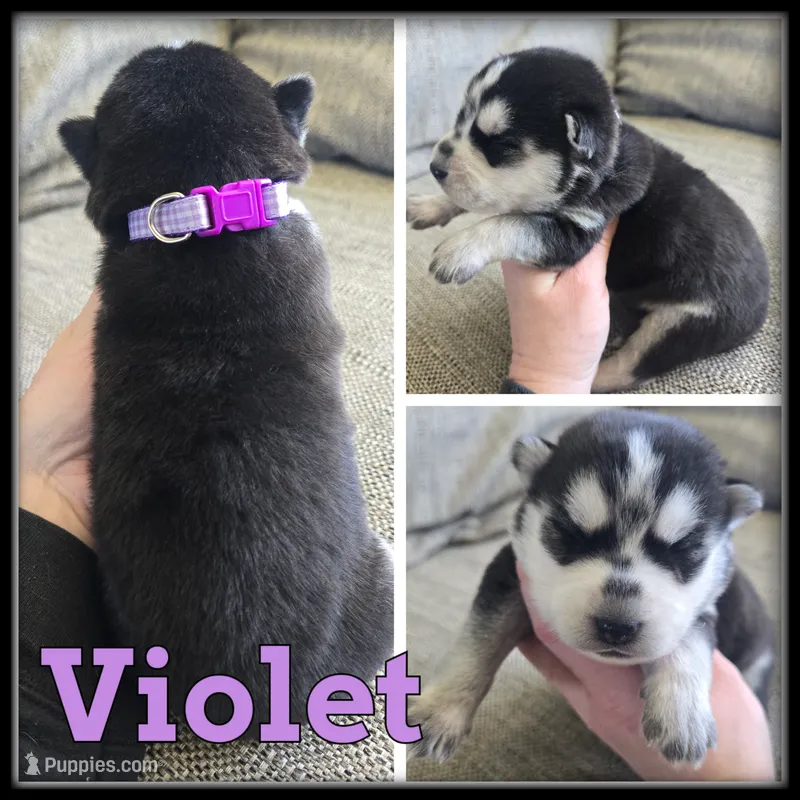 Violet – Siberian Husky puppy for sale in Breckenridge, MI