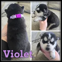 Violet, a female Siberian Husky for sale in Breckenridge, MI – 1 of 1