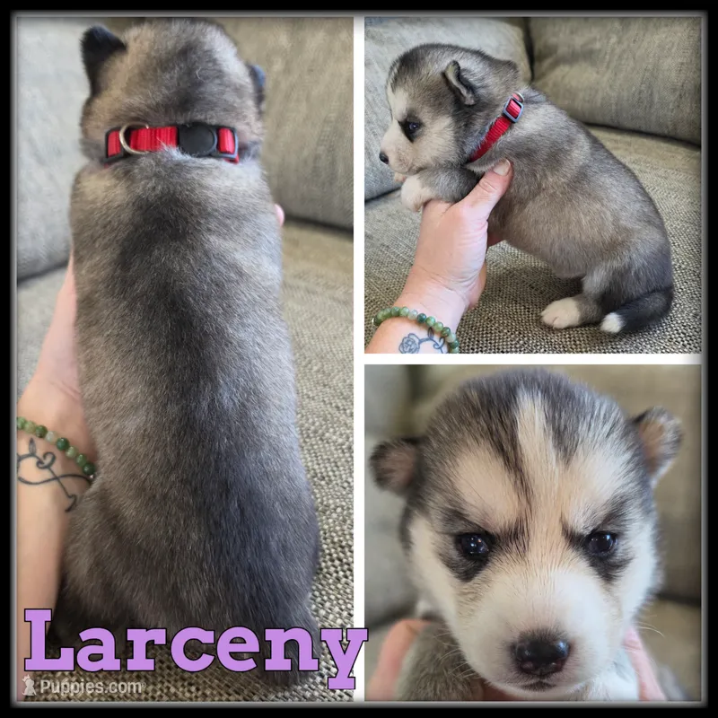 Larceny – Siberian Husky puppy for sale in Breckenridge, MI