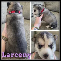 Larceny, a female Siberian Husky for sale in Breckenridge, MI – 1 of 1