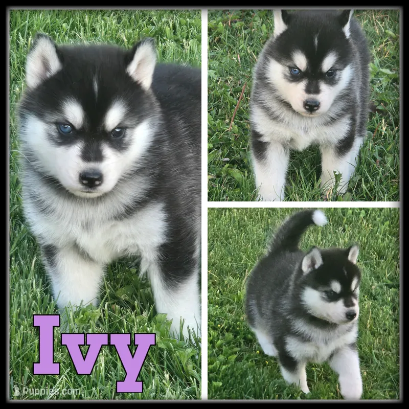 Ivy – Siberian Husky puppy for sale in Breckenridge, MI