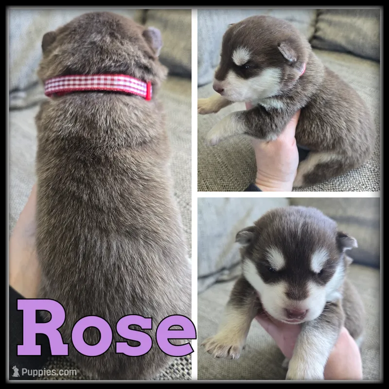 Rose – Siberian Husky puppy for sale in Breckenridge, MI