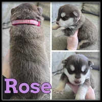 Rose, a female Siberian Husky for sale in Breckenridge, MI – 1 of 1