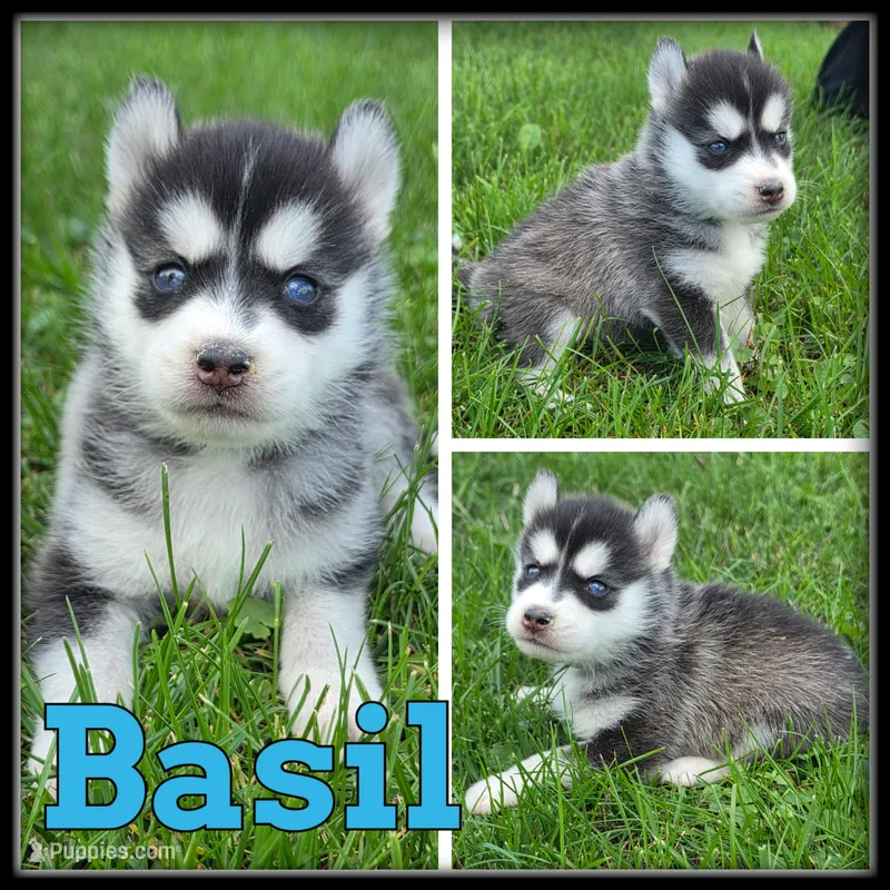 Basil – Siberian Husky puppy for sale in Breckenridge, MI