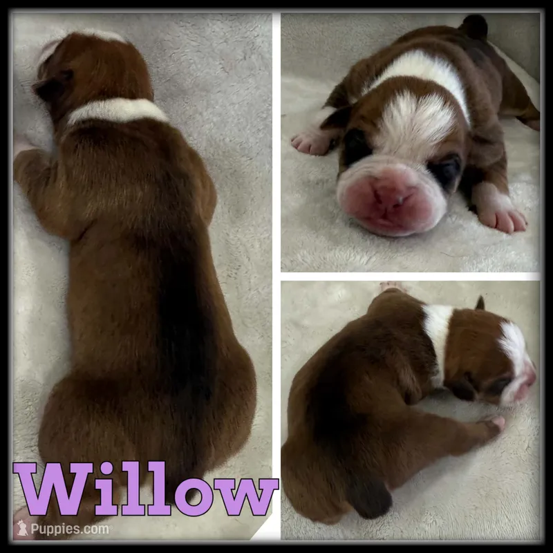 Willow – Olde English Bulldogge puppy for sale in Breckenridge, MI