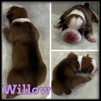 Willow, a female Olde English Bulldogge for sale in Breckenridge, MI – 1 of 1