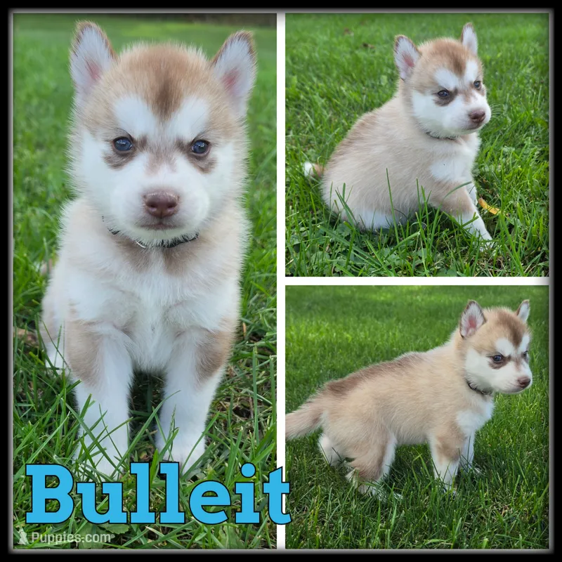 Bulleit – Siberian Husky puppy for sale in Breckenridge, MI