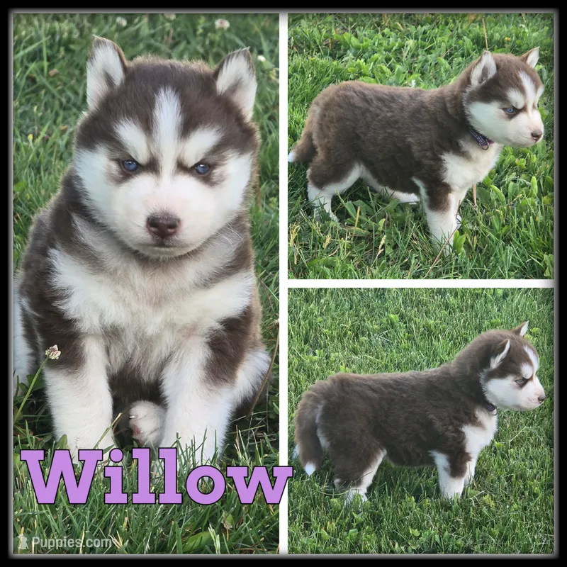 Willow – Siberian Husky puppy for sale in Breckenridge, MI