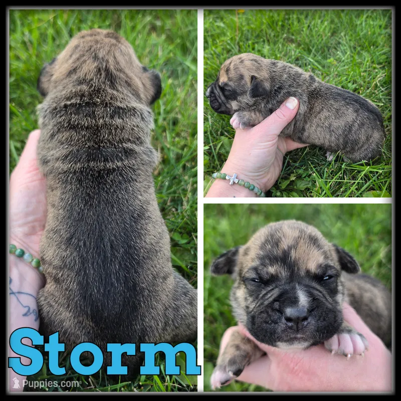Storm – Olde English Bulldogge puppy for sale in Breckenridge, MI