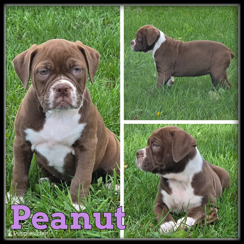 Peanut – Olde English Bulldogge puppy for sale in Breckenridge, MI