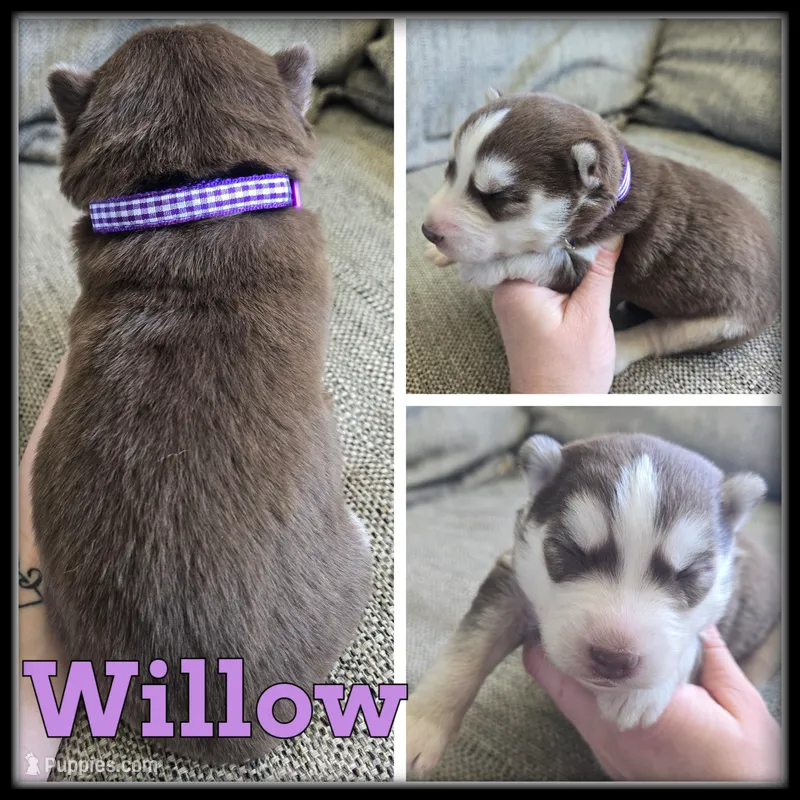 Willow – Siberian Husky puppy for sale in Breckenridge, MI