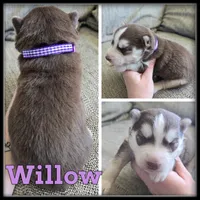 Willow, a female Siberian Husky for sale in Breckenridge, MI – 1 of 1