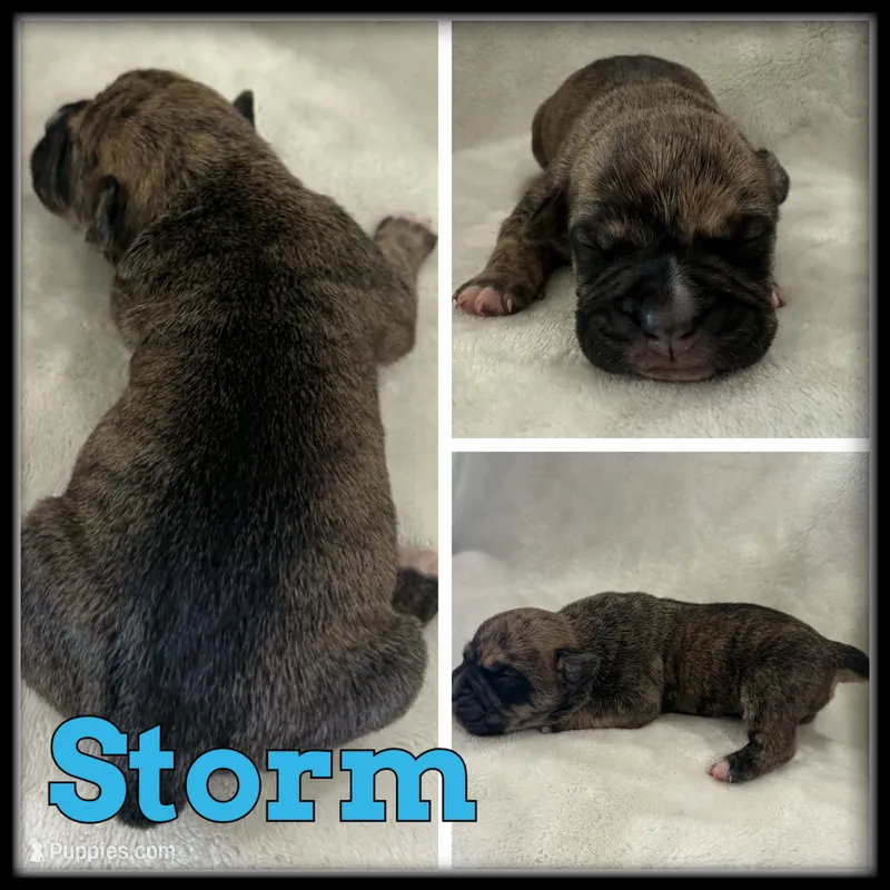 Storm – Olde English Bulldogge puppy for sale in Breckenridge, MI