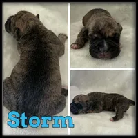 Storm, a male Olde English Bulldogge for sale in Breckenridge, MI – 1 of 1
