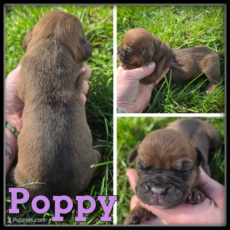Poppy – Olde English Bulldogge puppy for sale in Breckenridge, MI