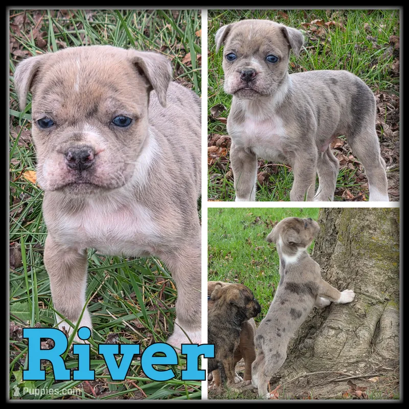 River – Olde English Bulldogge puppy for sale in Breckenridge, MI