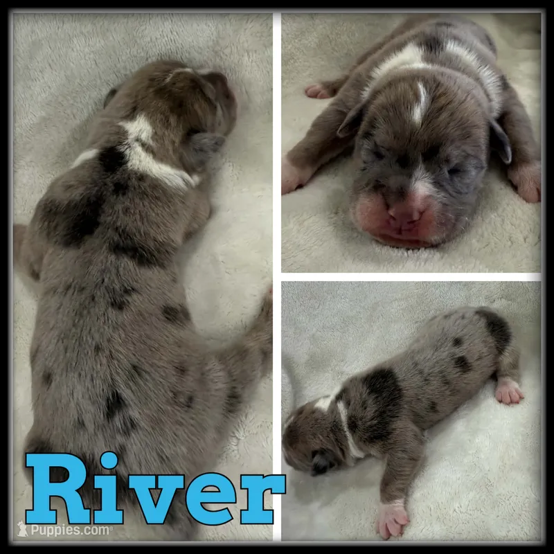 River – Olde English Bulldogge puppy for sale in Breckenridge, MI