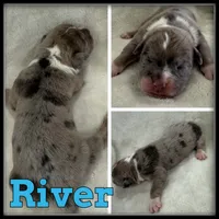 River, a male Olde English Bulldogge for sale in Breckenridge, MI – 1 of 1